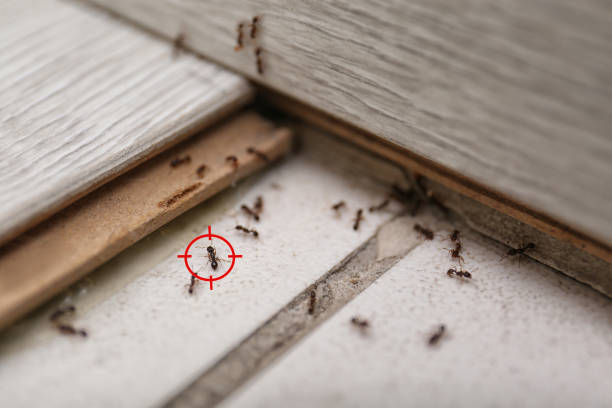  Elwood, KS Pest Control Pros