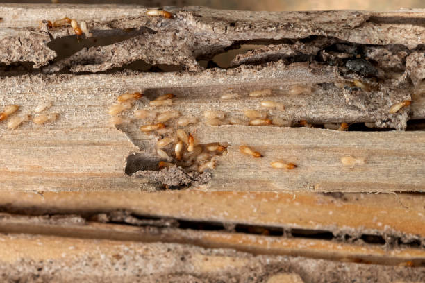 Best Best Pest Control Companies  in Elwood, KS