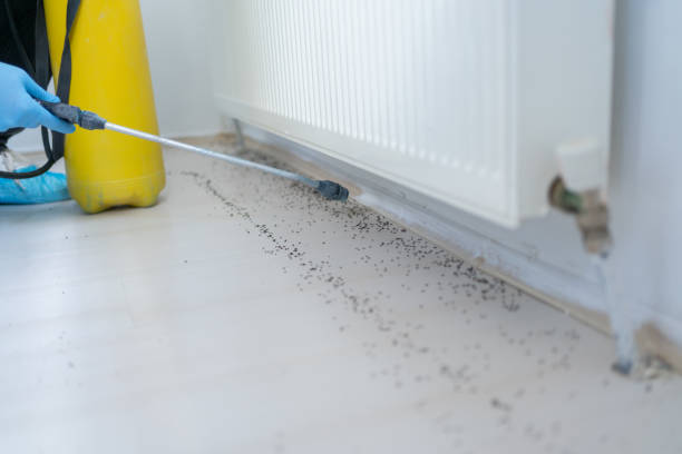 Best Insect Control  in Elwood, KS